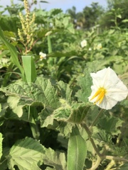 Solanum hieronymi