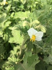 Solanum hieronymi