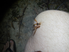Neocyrtopogon
