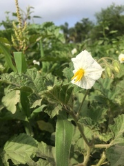 Solanum hieronymi