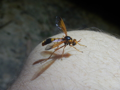 Neocyrtopogon