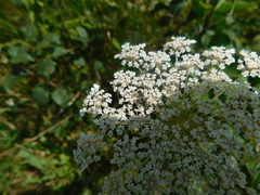 Hylaeus modestus