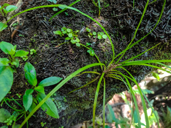 Freycinetia banksii