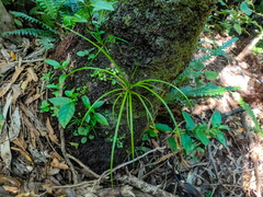 Freycinetia banksii