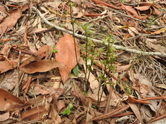 Arthrochilus prolixus