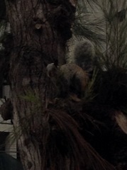 Sciurus stramineus