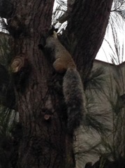 Sciurus stramineus