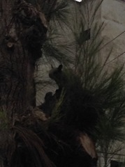 Sciurus stramineus
