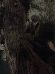 Sciurus stramineus