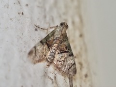 Macalla glastianalis