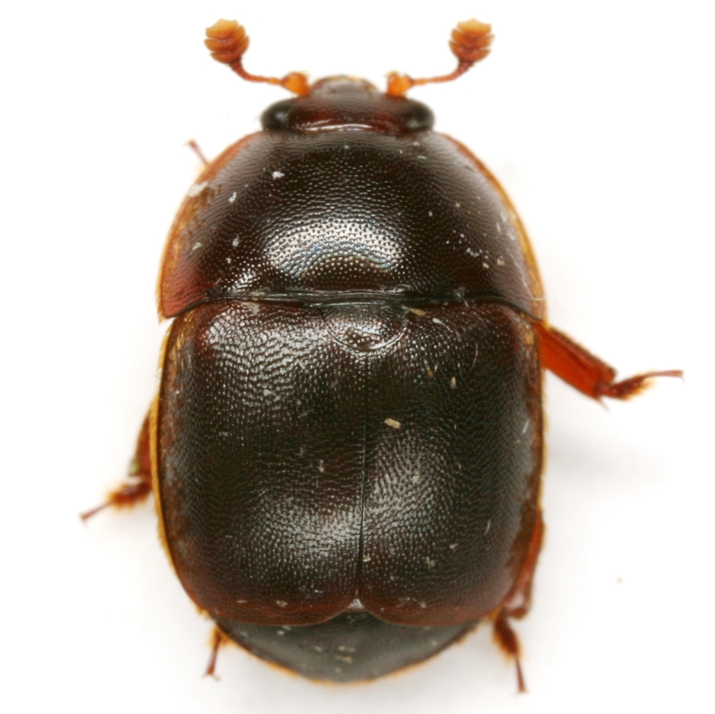 Nitidulini