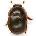 Small Hive Beetle - Photo (c) Mike Quinn, Austin, TX, some rights reserved (CC BY-NC), uploaded by Mike Quinn, Austin, TX