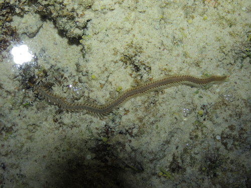 Eurythoe complanata