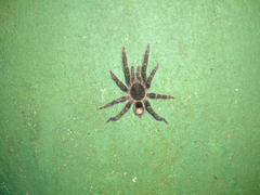 Tmesiphantes obesus