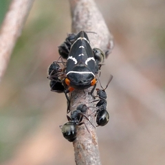 Eurymeloides bicincta