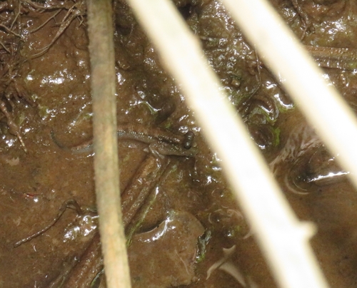 Periophthalmodon septemradiatus