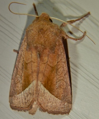 Hydraecia perobliqua