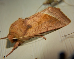 Hydraecia perobliqua