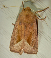 Hydraecia perobliqua