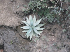 Agave mitis