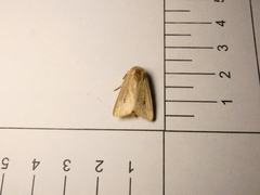 Leucania inconspicua