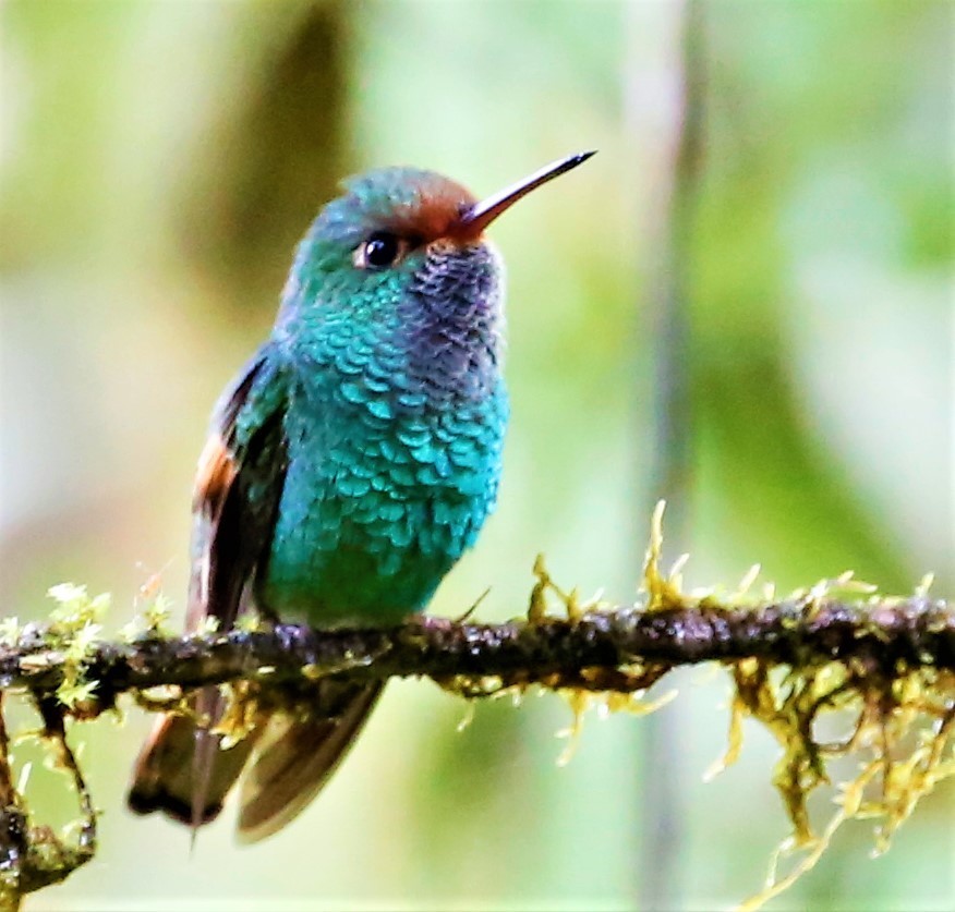 Pirre Hummingbird (Goldmania bella) photo