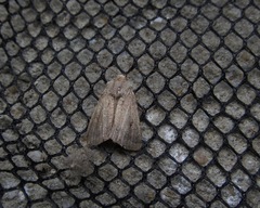 Proteuxoa tetronycha