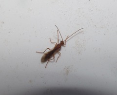 Meteorus pulchricornis