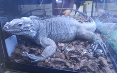 Cyclura