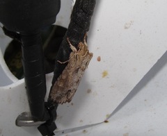 Ichneutica mollis