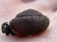 Vespericola marinensis