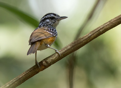 Hypocnemis ochrogyna