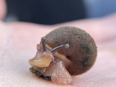 Vespericola marinensis