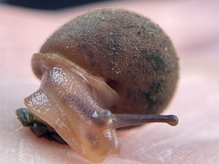 Vespericola marinensis