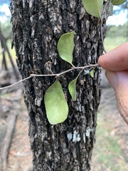 Cadellia pentastylis