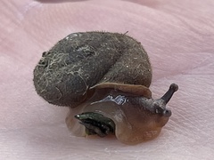 Vespericola marinensis