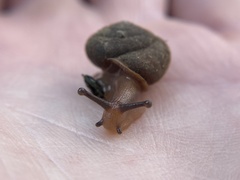 Vespericola marinensis