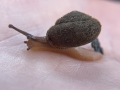 Vespericola marinensis