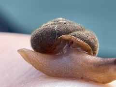 Vespericola marinensis