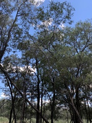 Cadellia pentastylis