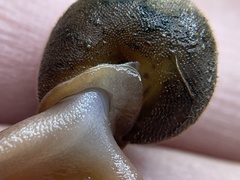 Vespericola marinensis