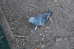 Columba livia