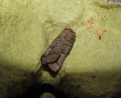 Proteuxoa tetronycha