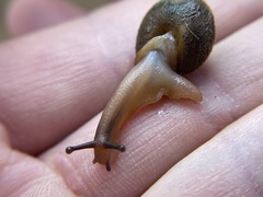 Vespericola marinensis