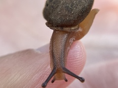 Vespericola marinensis