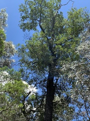 Cadellia pentastylis