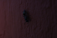 Polybia plebeja