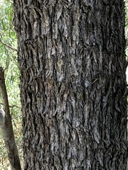 Cadellia pentastylis