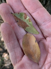 Cadellia pentastylis