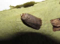 Proteuxoa tetronycha